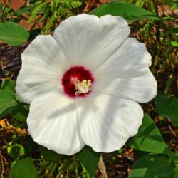 Location: Botanical Gardens of the State of Georgia...Athens, Ga
Date: 2017-08-04
Rose Of Sharon 003