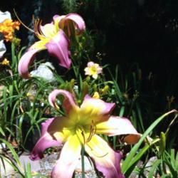 Location: My garden in Bakersfield, CA
Date: 2017-06-03