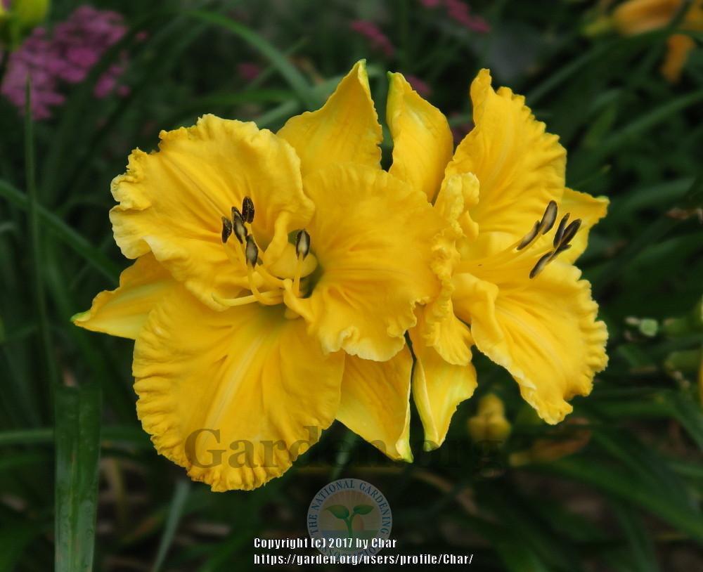 Photo of Daylily (Hemerocallis 'Song of the Empire') uploaded by Char