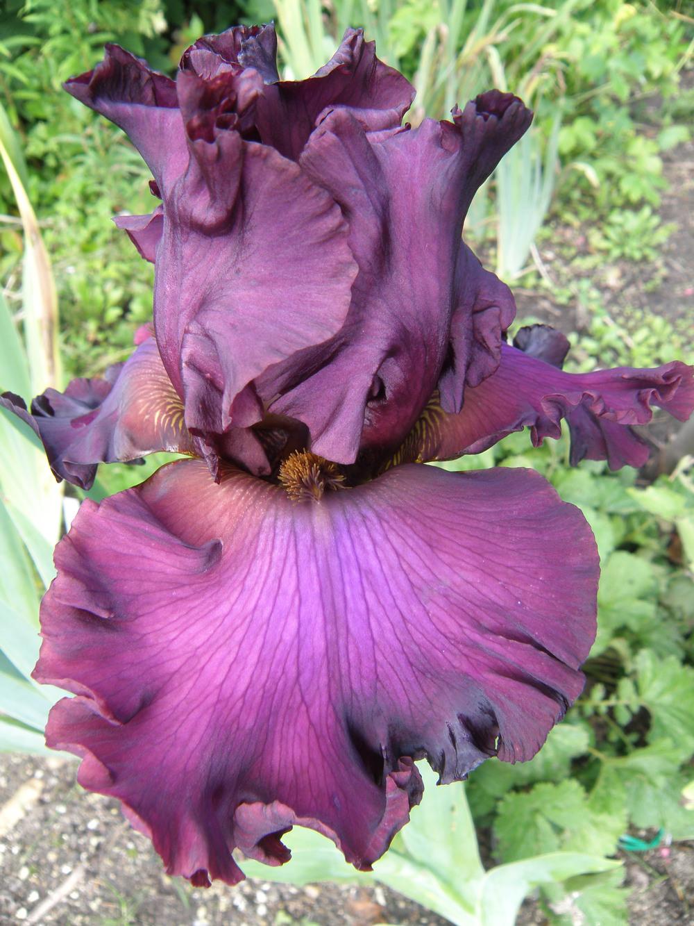 Photo of Tall Bearded Iris (Iris 'Dash of Burgundy') uploaded by IrisLilli