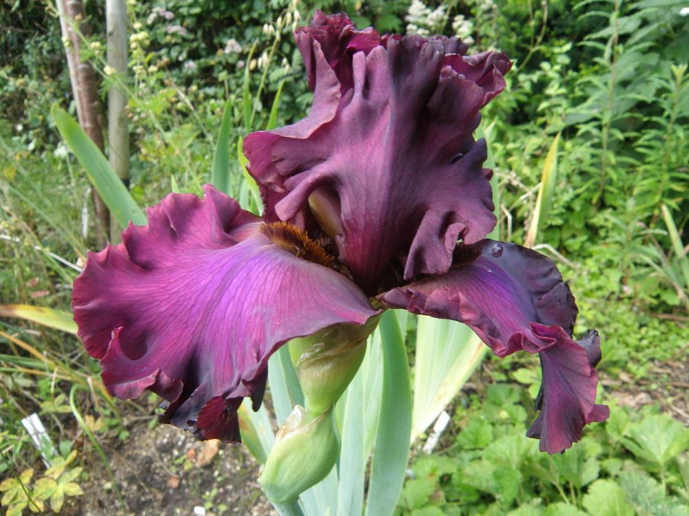 Photo of Tall Bearded Iris (Iris 'Dash of Burgundy') uploaded by IrisLilli