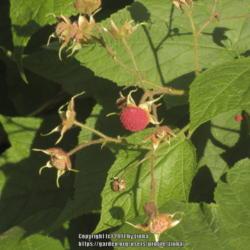 Location: Behind my deck along side creek
Date: 2017-08-04
A more holistic view of the ripe and developing fruit.