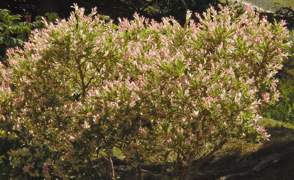 Photo of Dappled Willow (Salix integra 'Hakuro-nishiki') uploaded by Prosedda