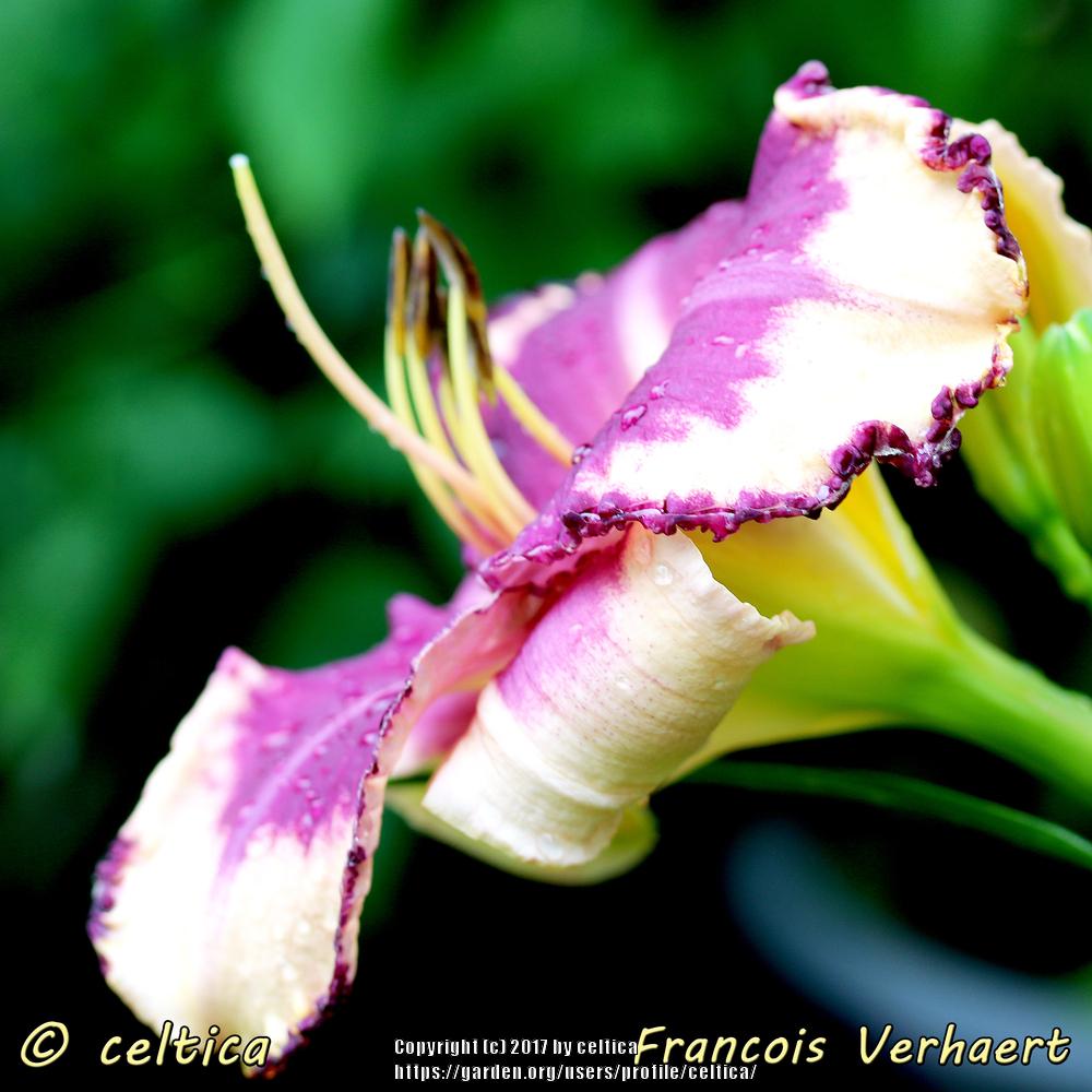 Photo of Daylily (Hemerocallis 'Francois Verhaert') uploaded by celtica