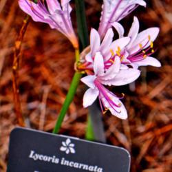 Location: Botanical Gardens of the State of Georgia...Athens, Ga
Date: 2017-08-05
Lycoris Incarnata - Peppermint Spider Lily 003