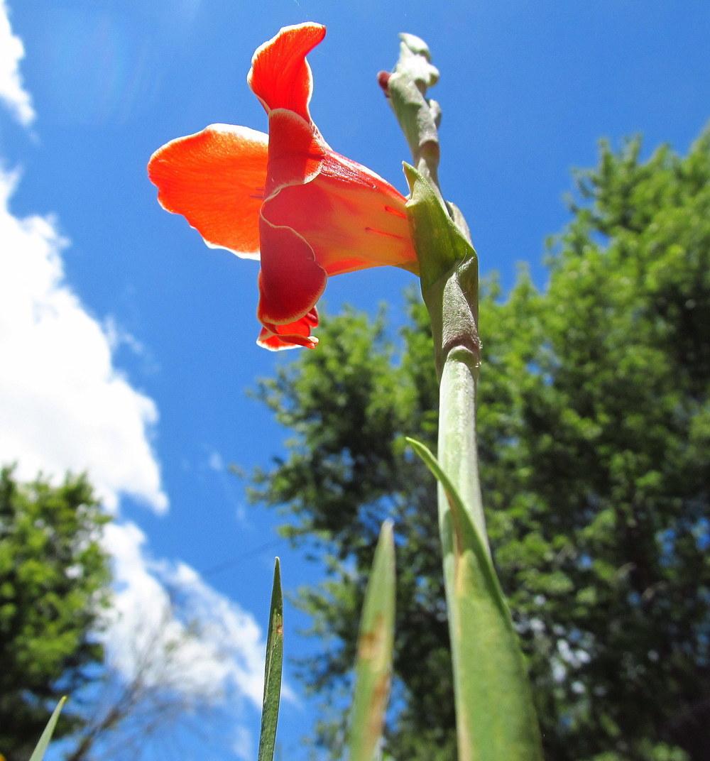Photo of Gladiolus 'Atom' uploaded by jmorth