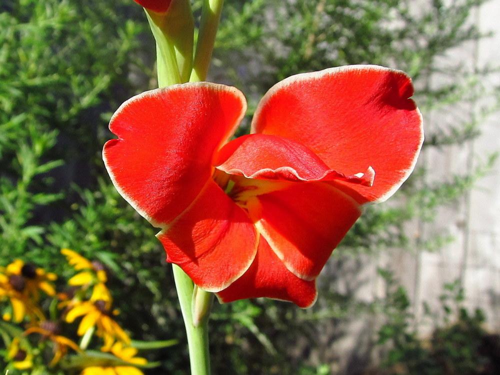 Photo of Gladiolus 'Atom' uploaded by jmorth