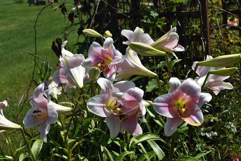 Photo of Lily (Lilium 'Santa Rosa') uploaded by pixie62560