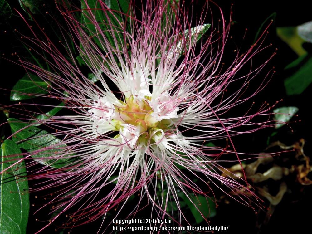 Photo of Pink Powder Puff (Calliandra riparia) uploaded by plantladylin