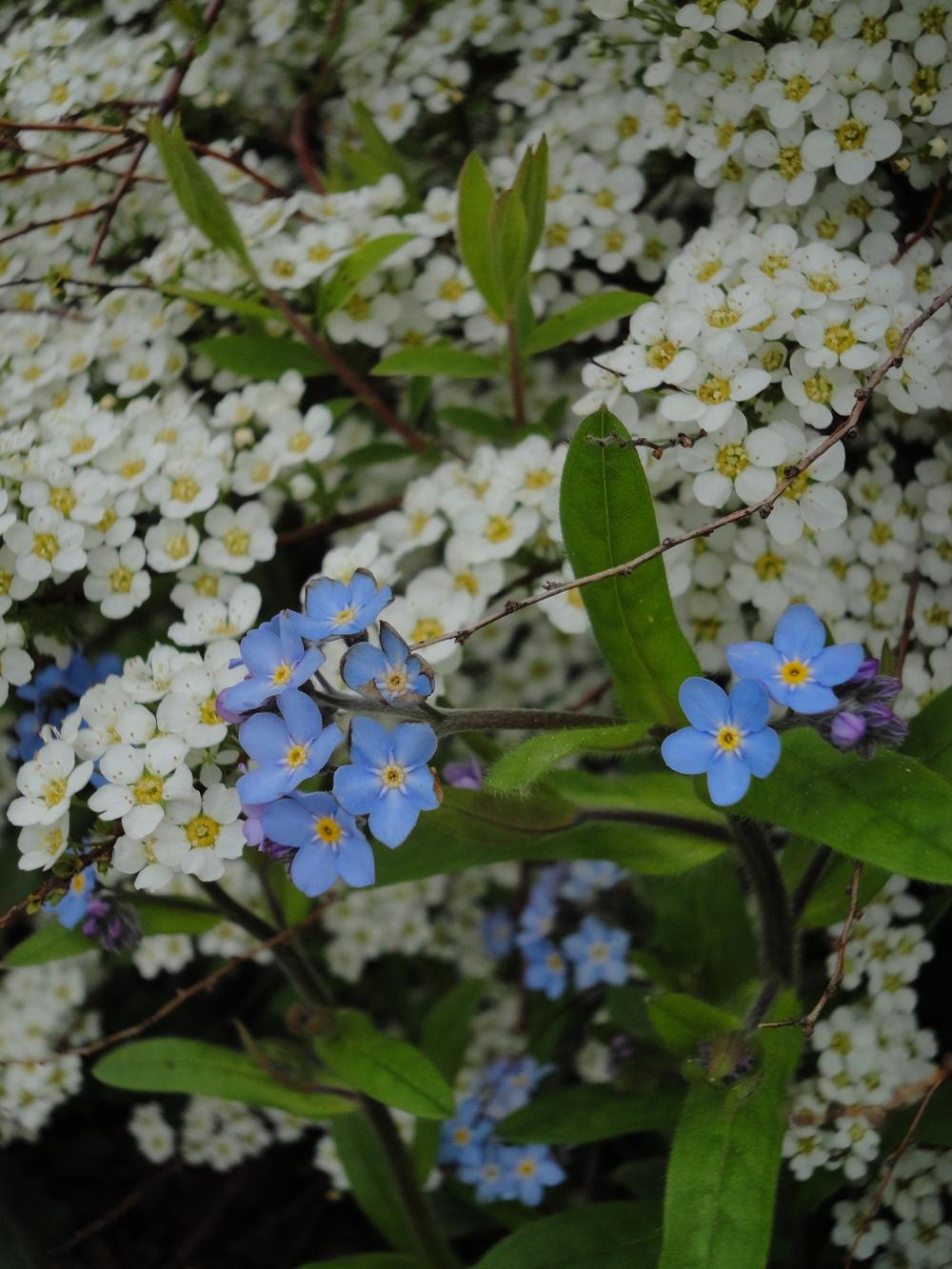 Photo of Water Forget-Me-Not (Myosotis scorpioides) uploaded by Prosedda