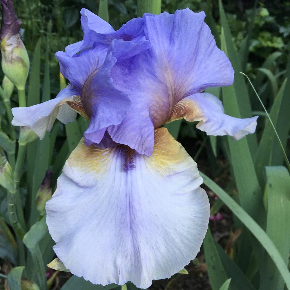 Photo of Tall Bearded Iris (Iris 'Collage') uploaded by lilpod13