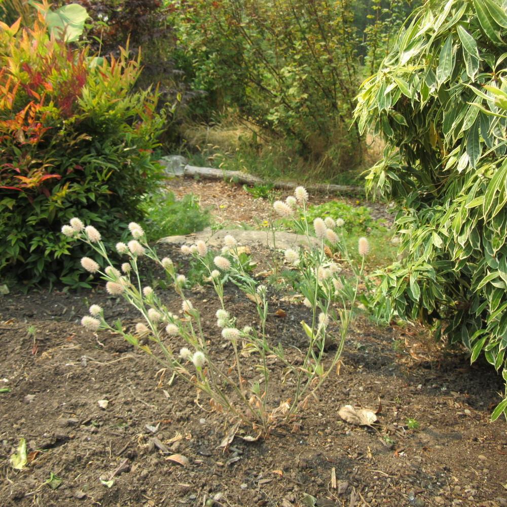 Photo of Rabbitfoot Clover (Trifolium arvense) uploaded by Bonehead