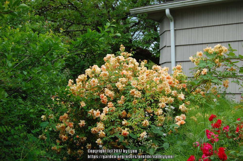 Photo of Rose (Rosa 'Crepuscule') uploaded by valleylynn