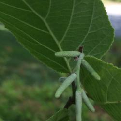 Location: Vienna, VA
Date: 2017-08-08
catkins on young shrub in early August in Zone 7a