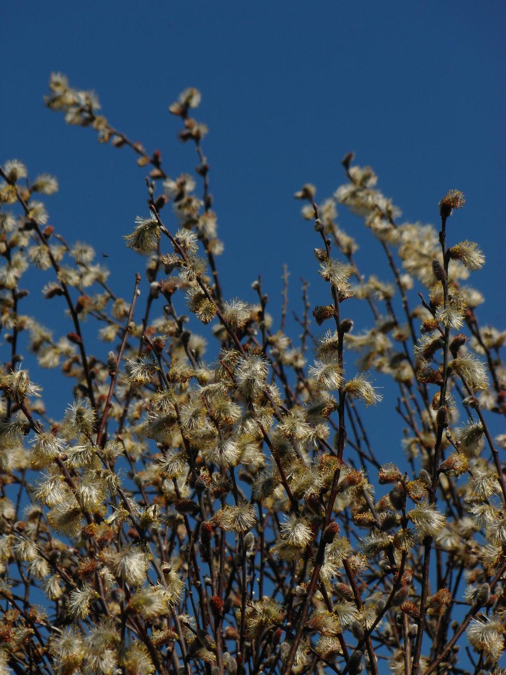 Photo of Pussy Willow (Salix discolor) uploaded by Prosedda