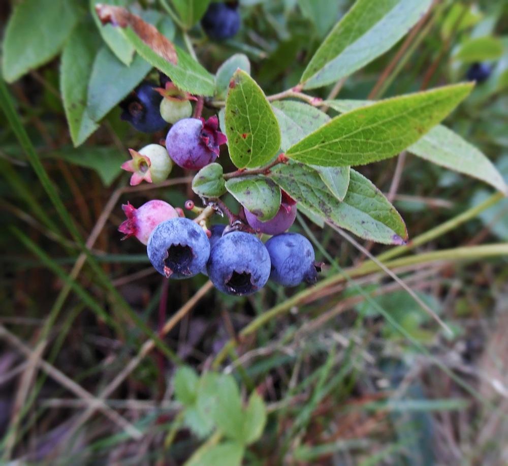 Photo of Lowbush Blueberry (Vaccinium angustifolium) uploaded by Prosedda