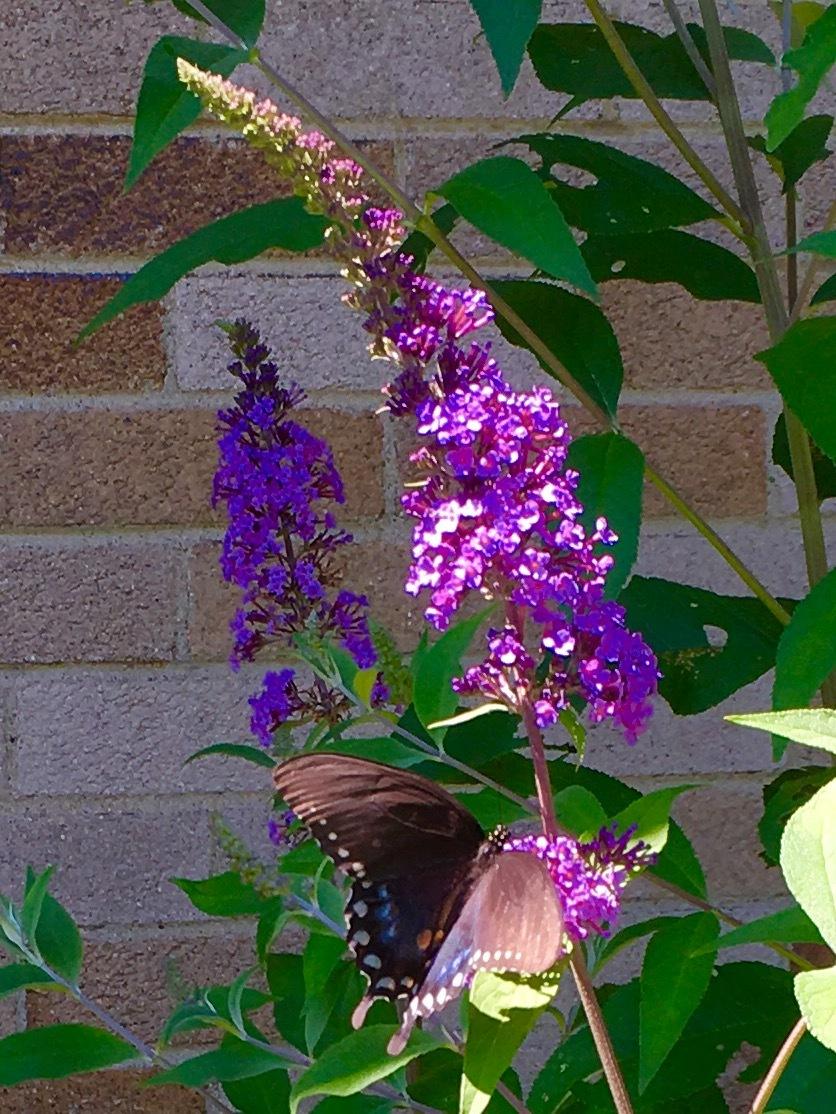 Photo of Butterfly Bushes (Buddleja) uploaded by Samlav