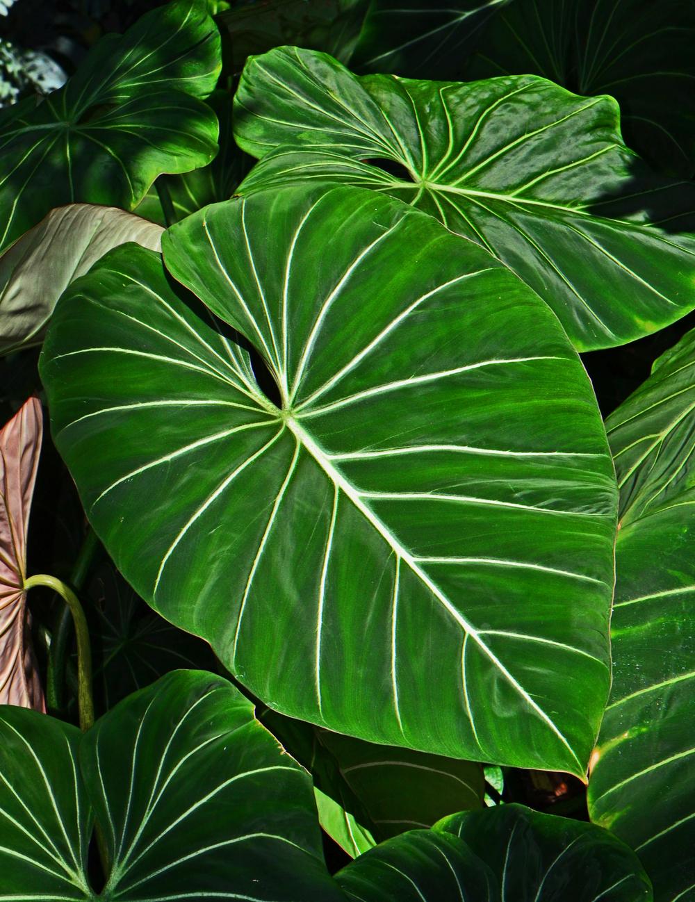 Photo of Philodendron (Philodendron gloriosum) uploaded by dawiz1753