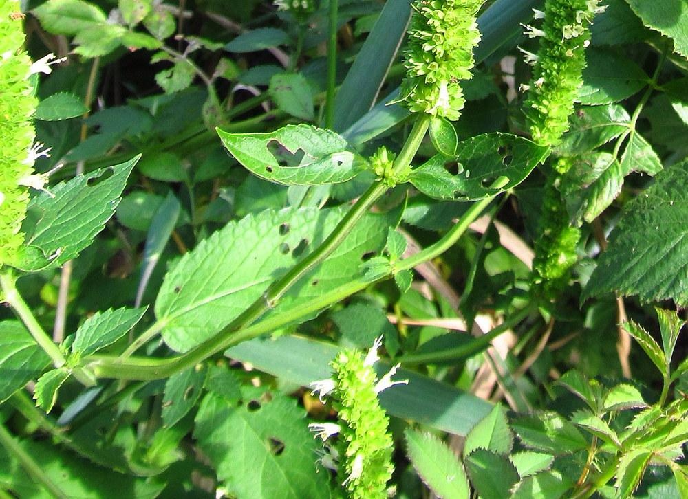 Photo of Yellow Giant Hyssop (Agastache nepetoides) uploaded by jmorth