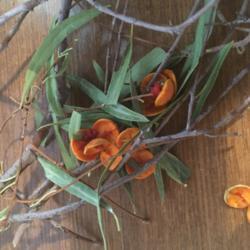 Location: Toowoomba
Date: 2017-08-08
Trying to identify this plant. Yellow/Orange seed casings are abo