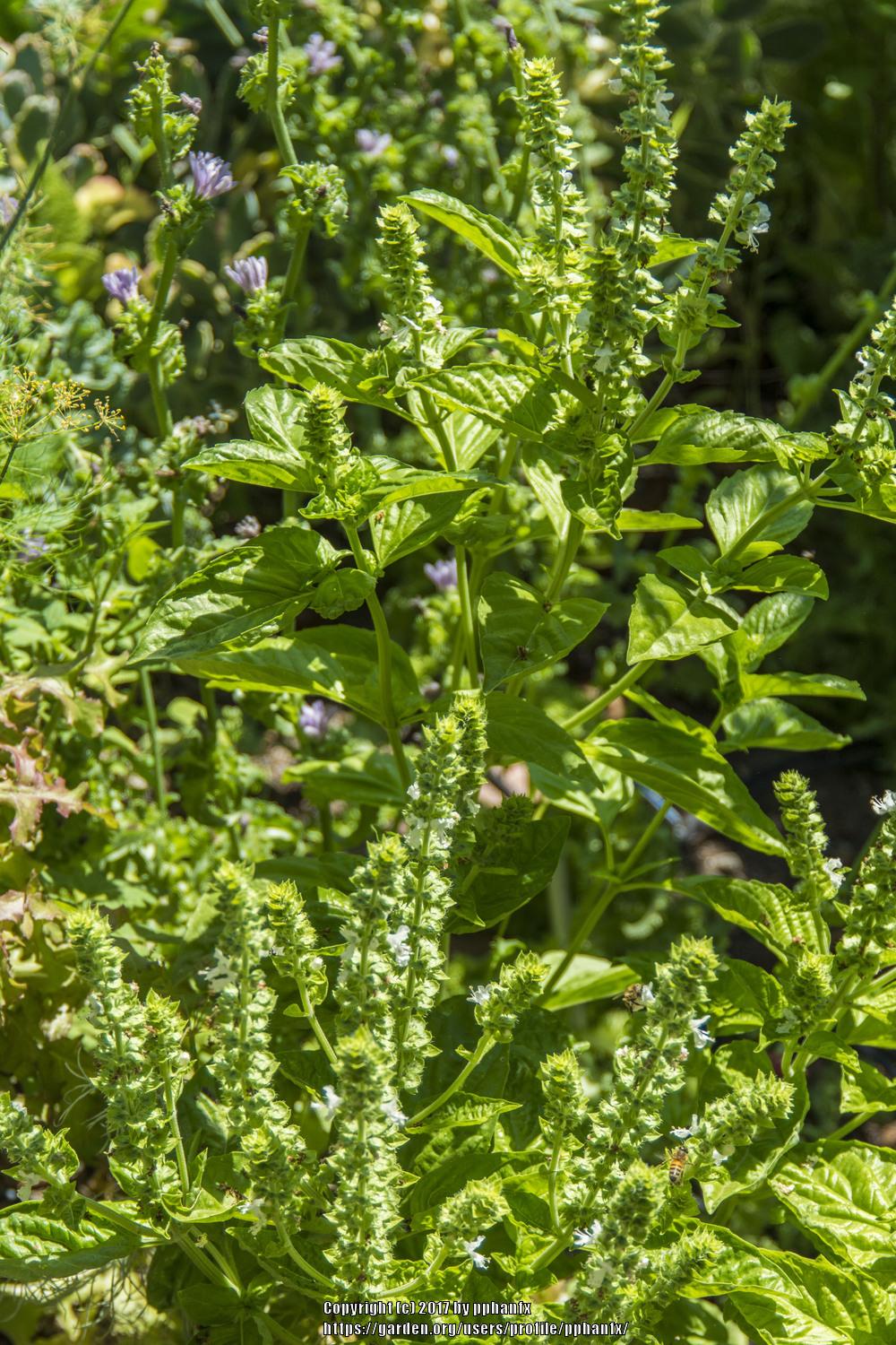 Photo of Sweet Basil (Ocimum basilicum) uploaded by pphanfx