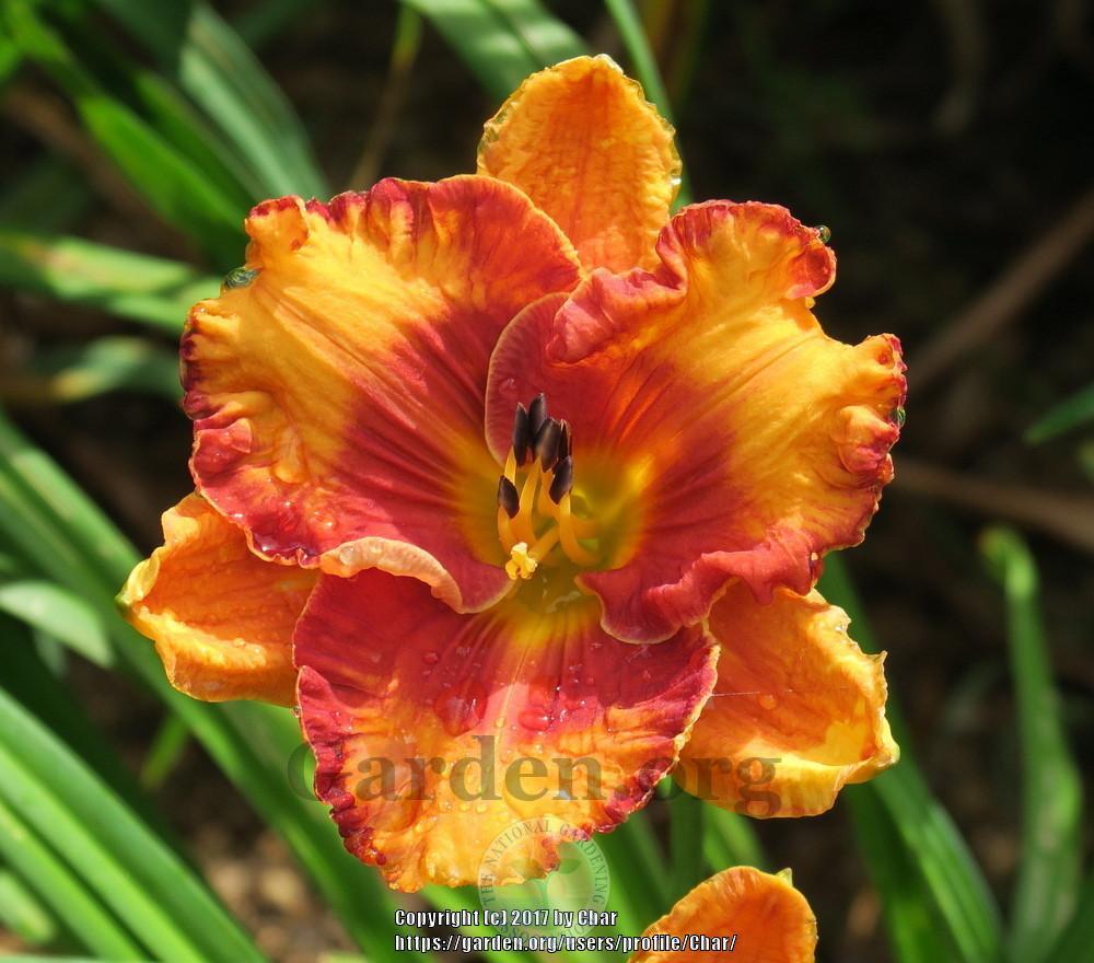 Photo of Daylily (Hemerocallis 'Tiger by the Tail') uploaded by Char