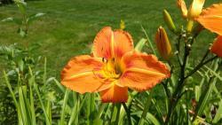 Thumb of 2017-08-09/DogsNDaylilies/1cc4fe