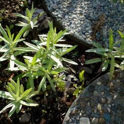 Location: Nora's Garden - Castlegar, B.C.
Date: 2016-05-25
 6:10 pm.  Fresh growth is gray green. A good xeriscape plant.