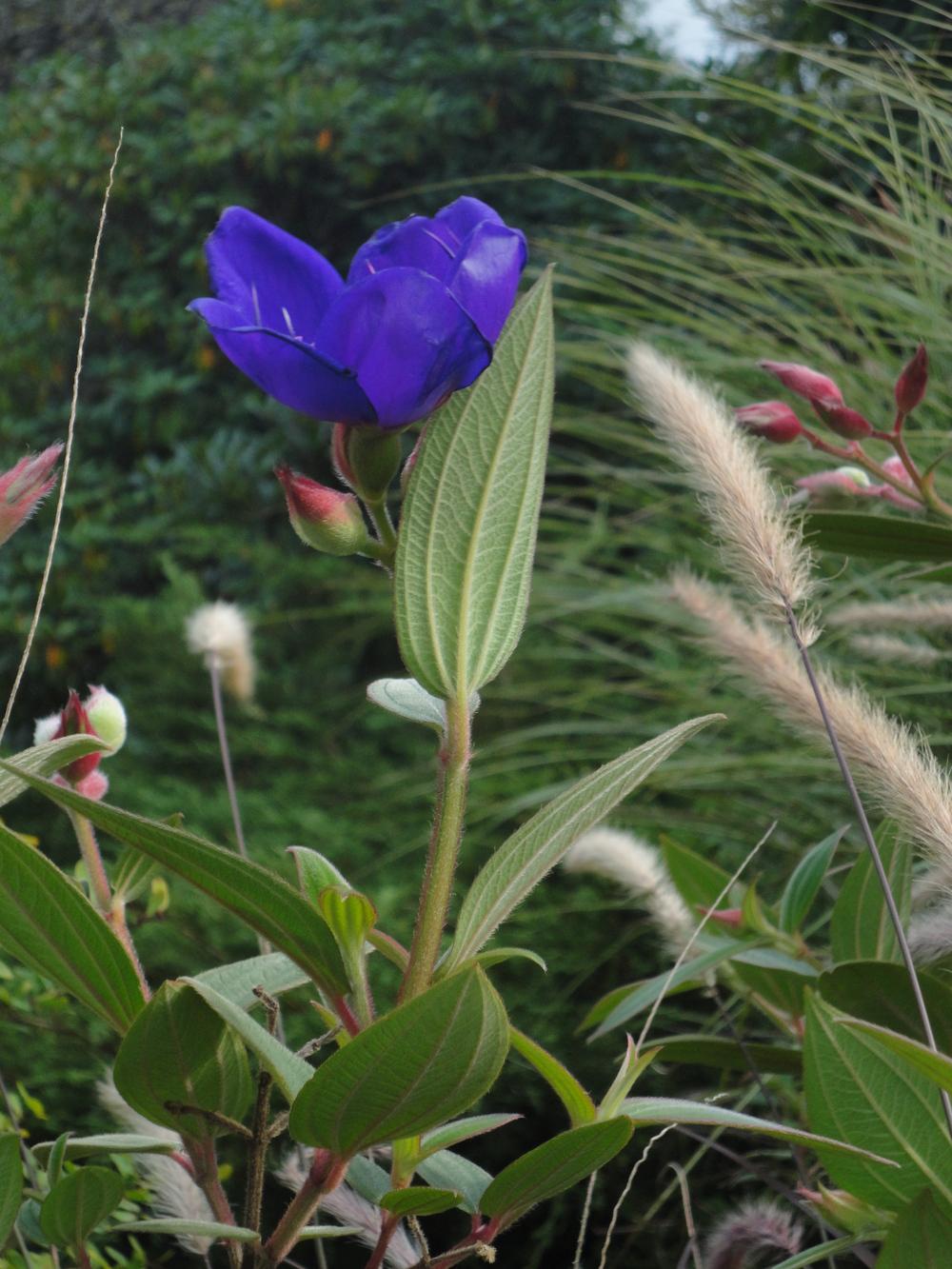 Photo of Princess Flower (Pleroma urvilleanum) uploaded by Prosedda