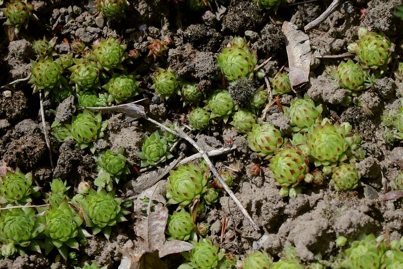 Photo of Rollers (Sempervivum globiferum subsp. globiferum) uploaded by RuuddeBlock