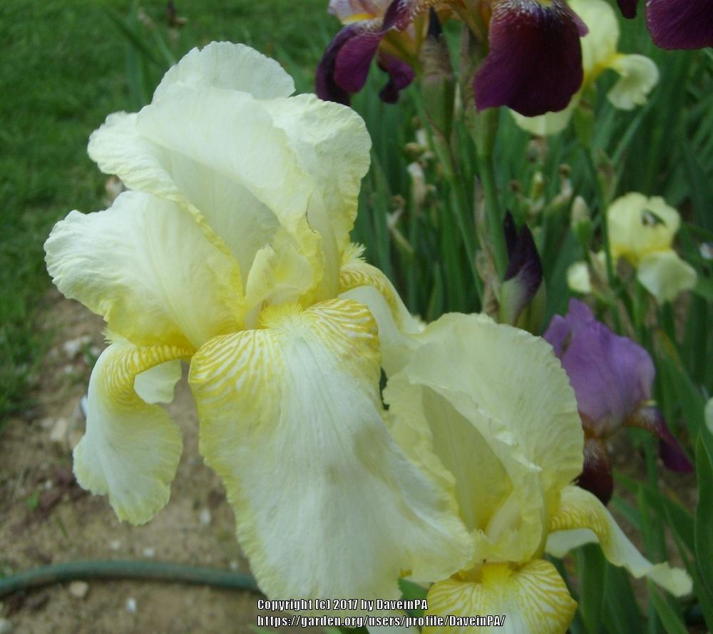 Photo of Tall Bearded Iris (Iris 'Grecian Robe') uploaded by DaveinPA