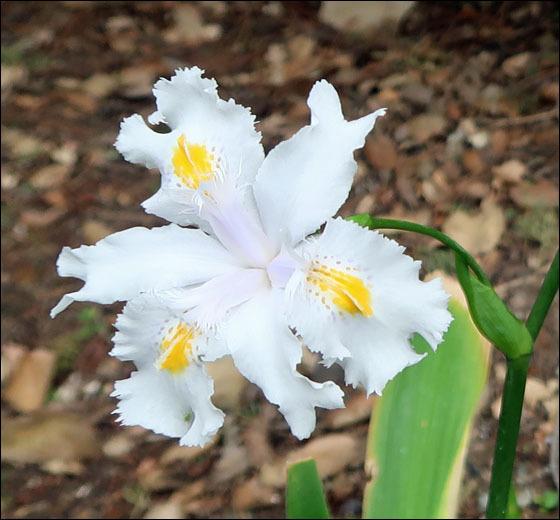 Photo of Species X Iris (Iris 'Nada') uploaded by Polymerous