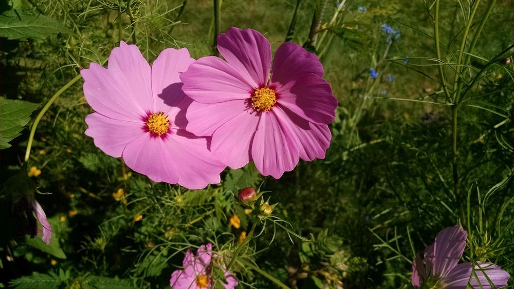 Photo of Cosmos uploaded by joannakat