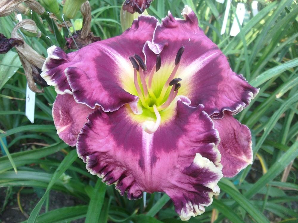 Photo of Daylily (Hemerocallis 'Picasso's Intrigue') uploaded by lagrato