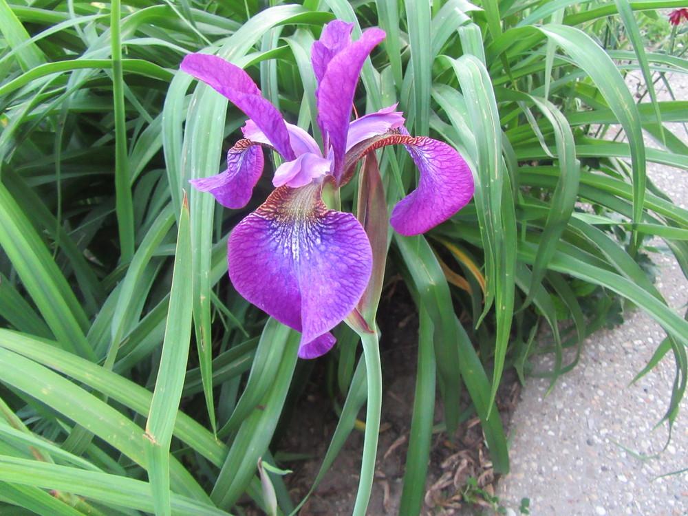 Photo of Siberian Iris (Iris 'Chilled Wine') uploaded by tveguy3