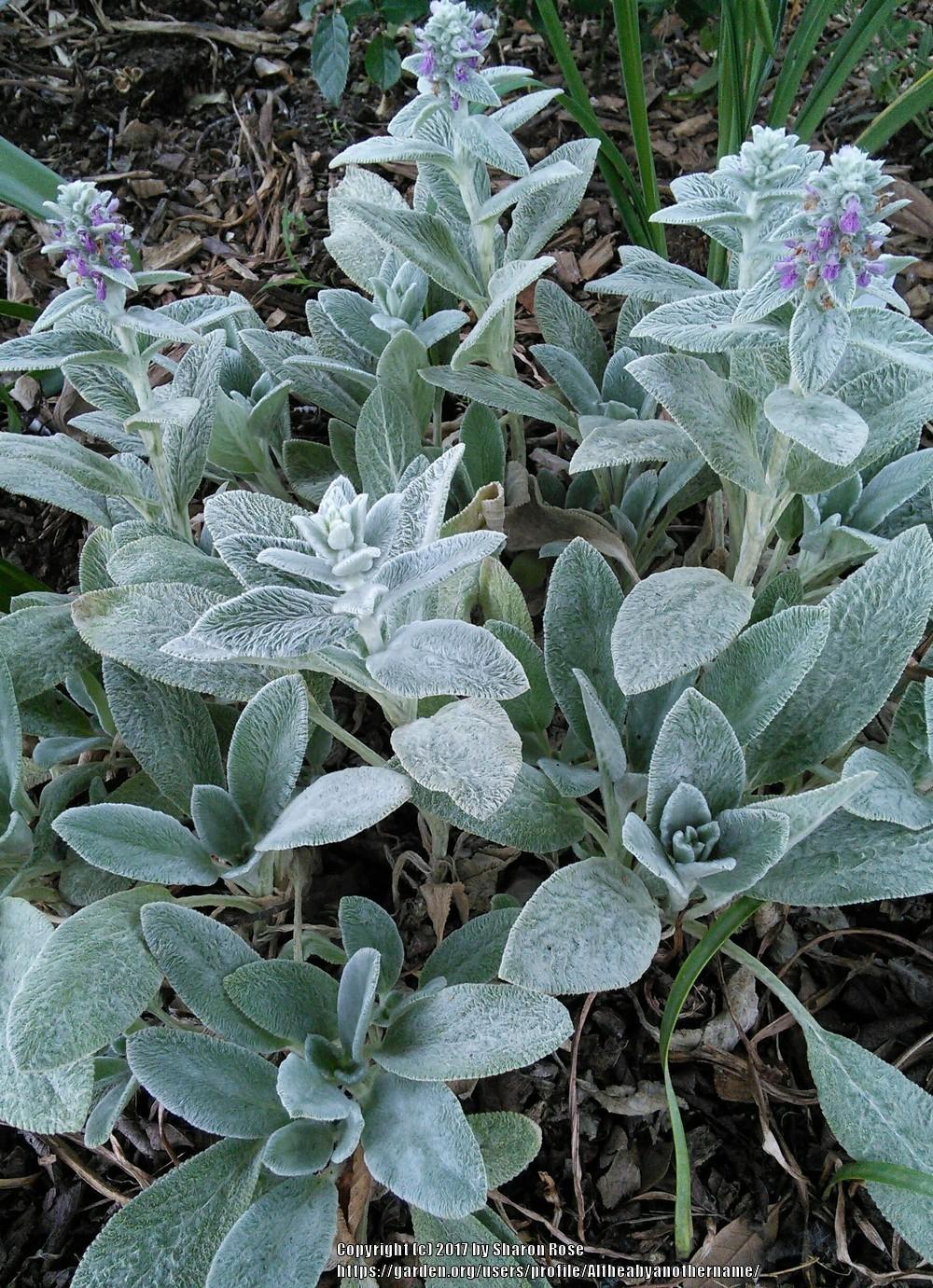 Photo of Lambs' Ears (Stachys byzantina) uploaded by Altheabyanothername