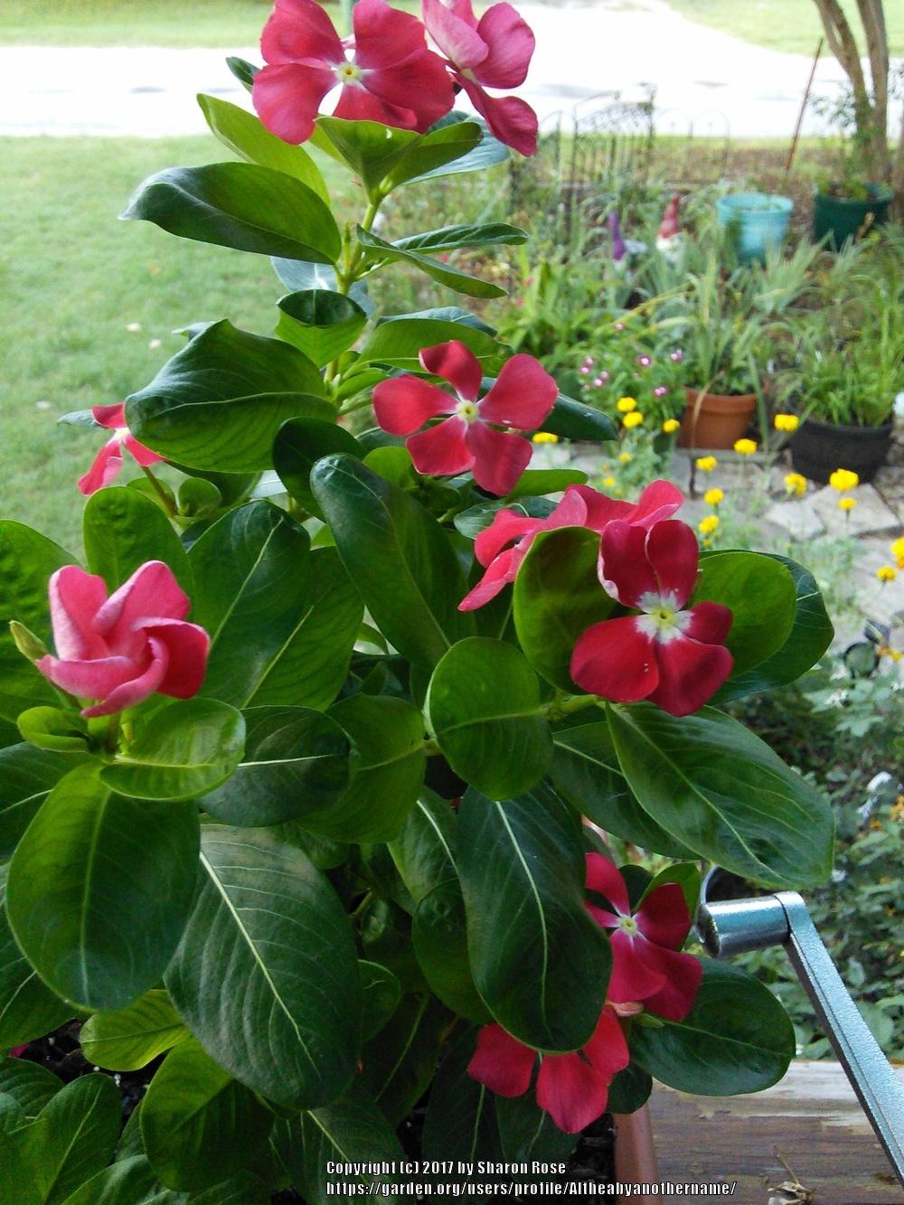 Photo of Catharanthus roseus 'Pacifica Cherry Red Halo' uploaded by Altheabyanothername