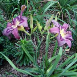 Location: My Caffeinated Garden, Grapevine, TX
Date: 2017
Beautifully colored and marked daylily.