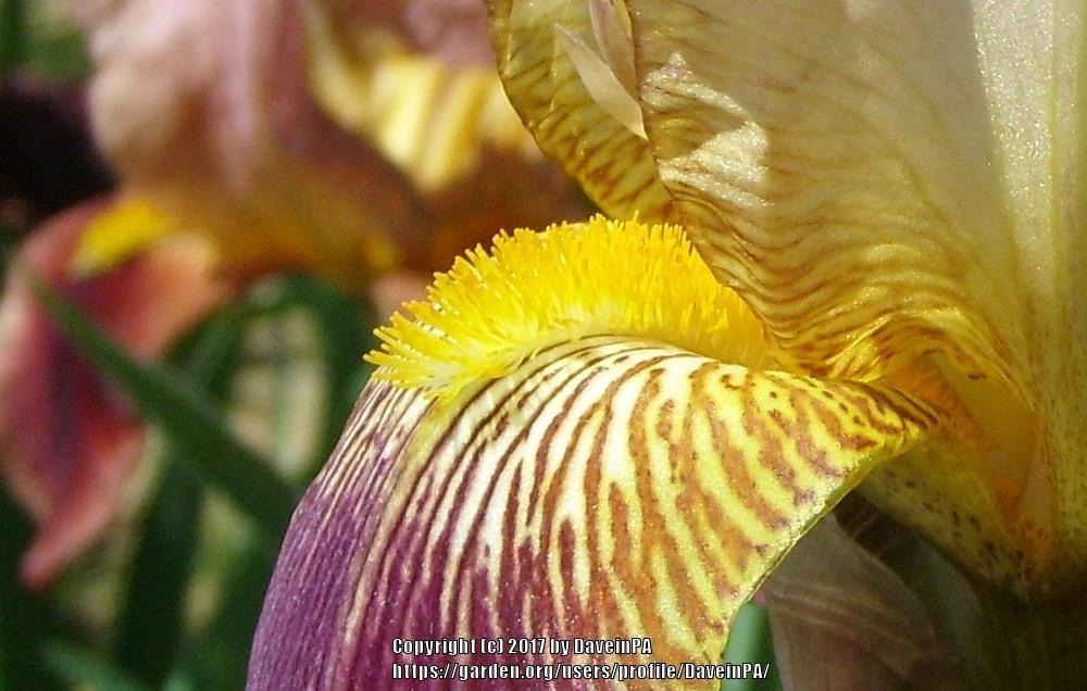 Photo of Tall Bearded Iris (Iris 'At Dawning') uploaded by DaveinPA