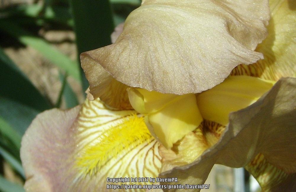 Photo of Tall Bearded Iris (Iris 'Grace Ballard') uploaded by DaveinPA