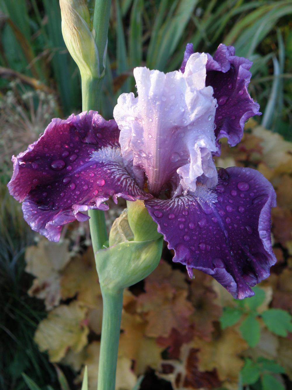 Photo of Tall Bearded Iris (Iris 'Avenue of Dreams') uploaded by IrisLilli