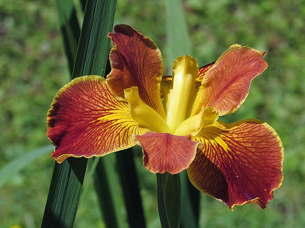 Photo of Louisiana Iris (Iris 'Cajun Sunrise') uploaded by Lestv