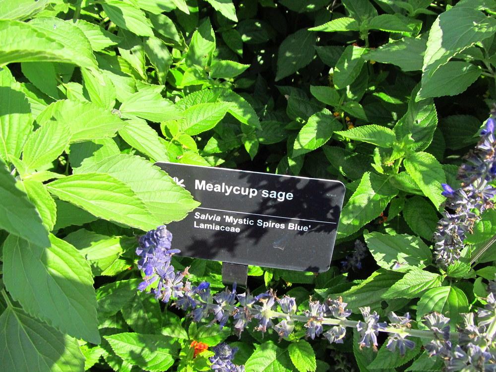 Photo of Sage (Salvia Mystic Spires Blue) uploaded by jmorth