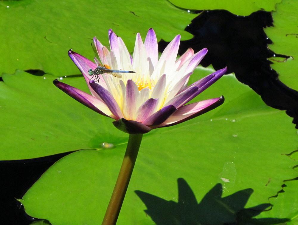 Photo of Tropical Water Lily (Nymphaea 'Purple Joy') uploaded by jmorth