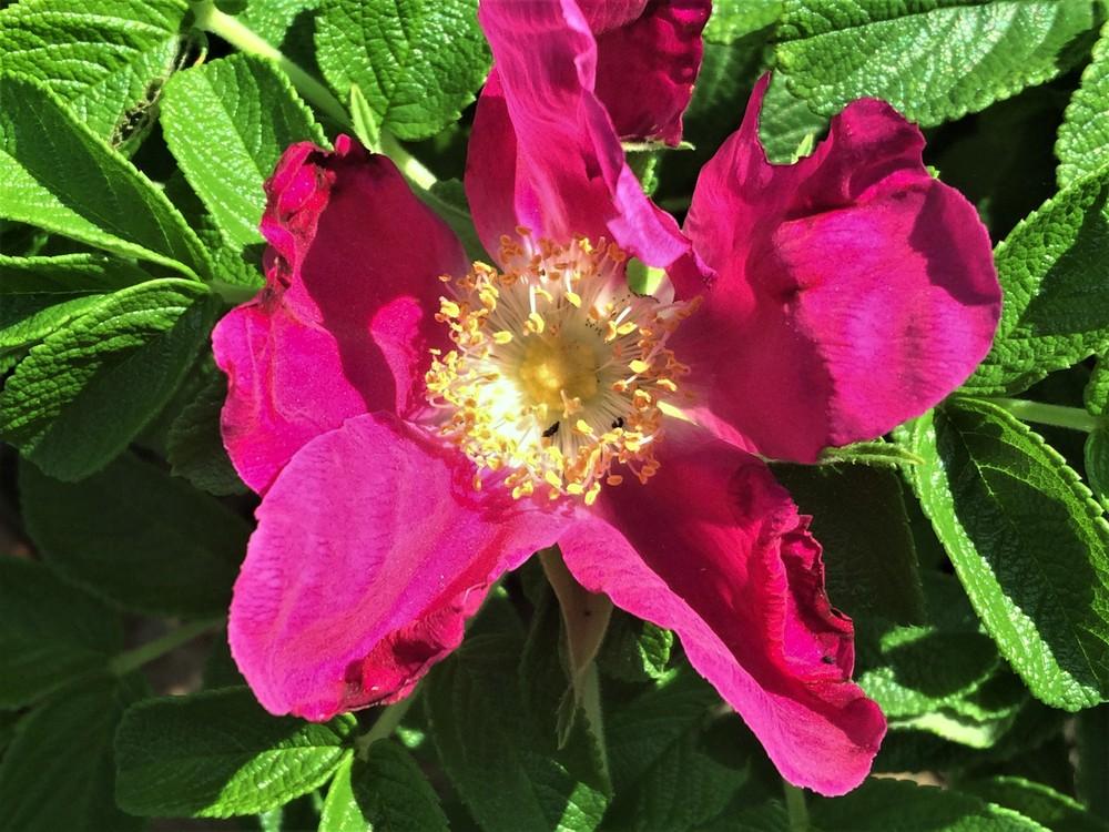 Photo of Beach Rose (Rosa rugosa) uploaded by nativeplantlover