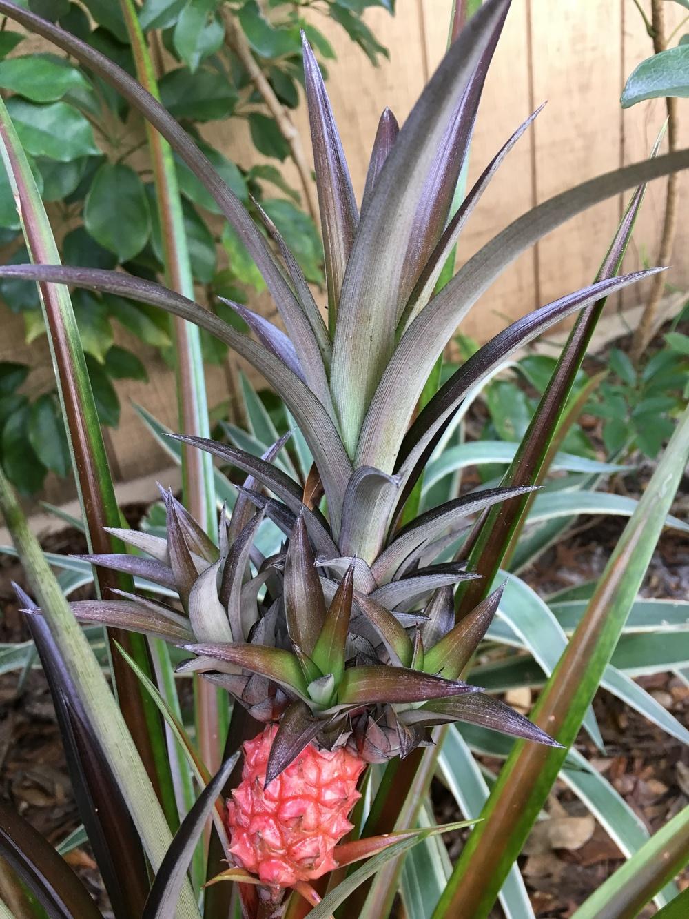 Photo of Pineapple (Ananas comosus var. erectifolius) uploaded by sunkissed
