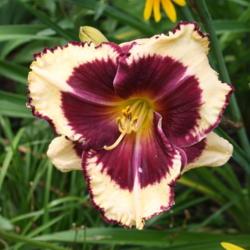 Location: My Garden, Ontario, Canada
Date: 2017-08-11
This daylily blooms at the same time as black-eyed susans, so cre