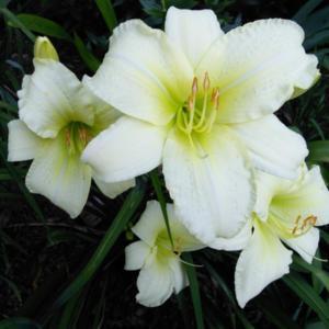 Elegant and fragrant -- reliable late bloomer