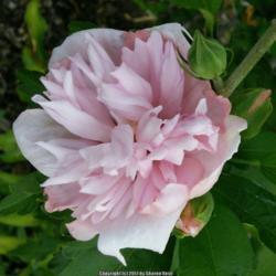 Location: My Caffeinated Garden, Grapevine, TX
Date: Summer 2017
Beautiful pink blooms!