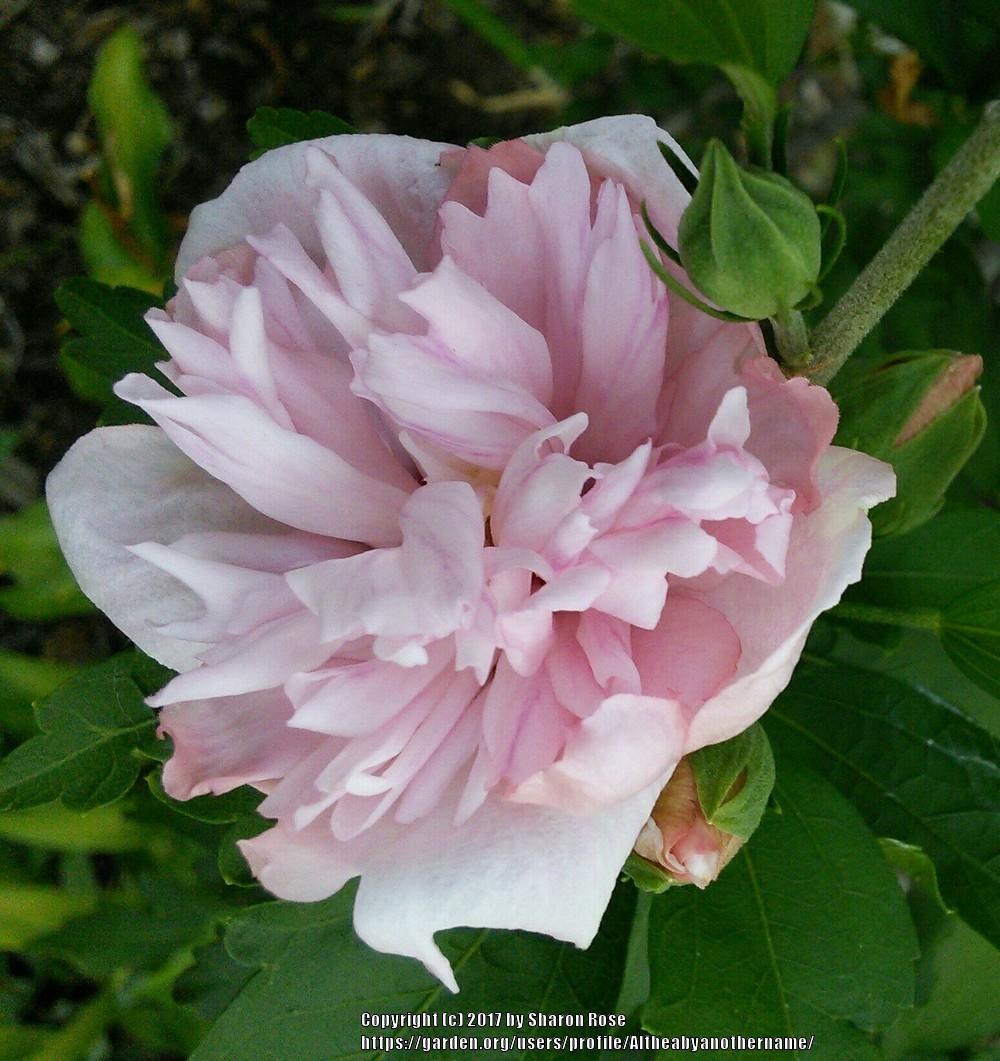Photo of Rose of Sharon (Hibiscus syriacus 'Double Pink') uploaded by Altheabyanothername